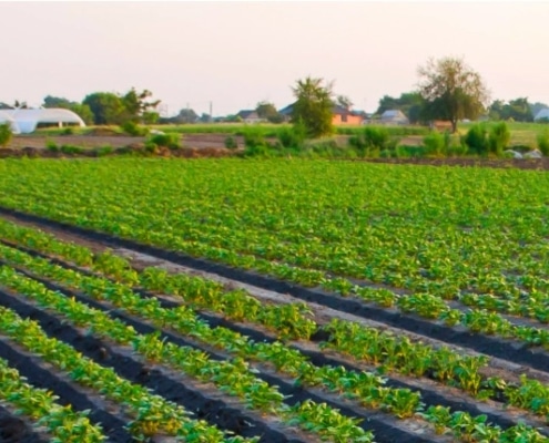 hoe voedselproductie écht werkt