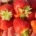 Aardbeien bewaren: zo geniet je langer van je oogst