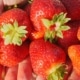 Aardbeien bewaren: zo geniet je langer van je oogst