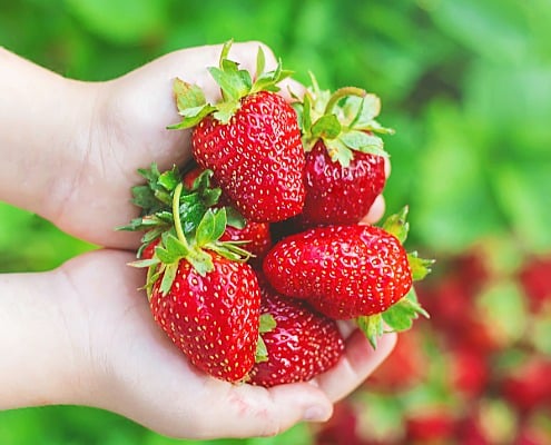 Aardbeien bewaren zo geniet je langer van je oogst Aardbeien bewaren zo geniet je langer van je oogst