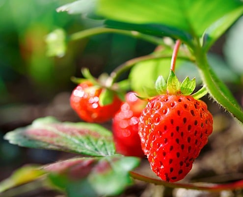 aardbeien bewaren