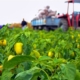 hoe-werkt-voedselproductie-verbouwen