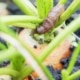 Natuurlijke ongediertebestrijding in de moestuin zet deze planten naast elkaar