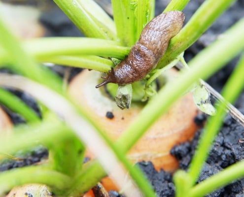 Natuurlijke ongediertebestrijding in de moestuin zet deze planten naast elkaar