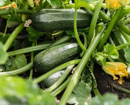 makkelijke groenten voor beginnende moestuinierders courgette