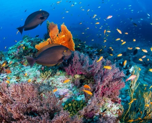 welke zonnebrandcreme is reefsafe