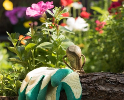 droogtebestendige tuin tips