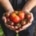plantaardige recepten met tomaten