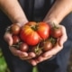 plantaardige recepten met tomaten