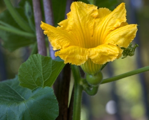 stadsmoetuin buurtmoestuin tips voor jouw moestuin