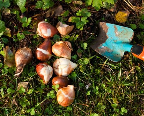 Biologische bloembollen kiezen zo geef je bijen een vliegende start