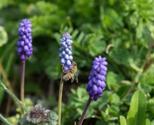 vroege bloembollen zijn belangrijk voor bestuivers