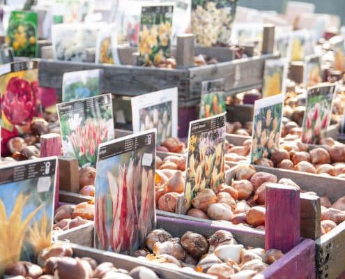 waar koop je biologische bloembollen